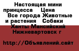 Настоящая мини принцесса  › Цена ­ 25 000 - Все города Животные и растения » Собаки   . Ханты-Мансийский,Нижневартовск г.